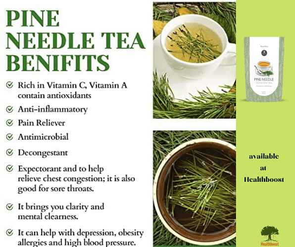 Pine Needle Tea Health Boost